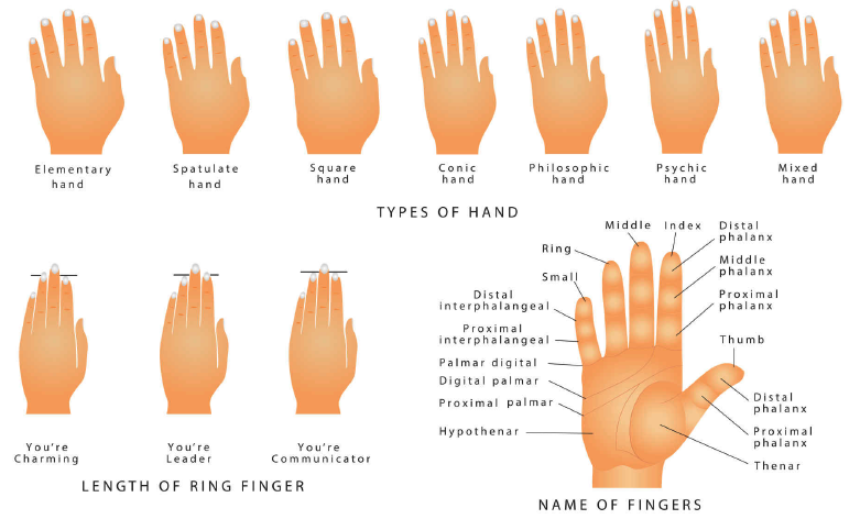 Palmistry: Jenis Tangan Menunjukkan Karaktermu